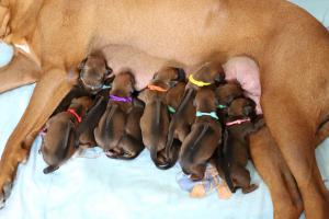 Die CANIS VERDE C-chen sind da!!! 18.05.2019
