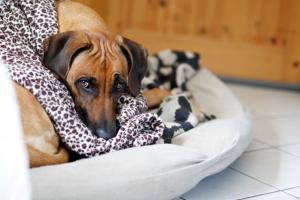 Die frisch geborene Ommi darf nur Zaungast sein .... die aaarme Maus! Sie leidet sehr darunter und mag kaum was fressen.... Bald, liebe Malou, bald darfst du helfen!