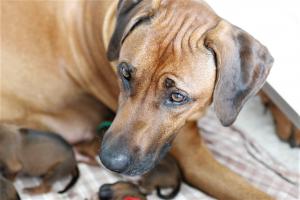 Yuma macht es wunderbar! Sie passt aber auch auf wie ein Schießhund!!