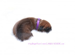 Miss VIOLET