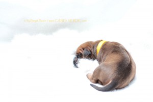 Miss YELLOW