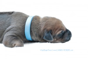 Mister BLUE