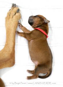 Kisangani ♡ High Five Sydney ♡ im Blut