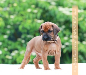 APRICOT_0T1A0554bf