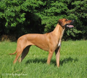 DSC 0763BF