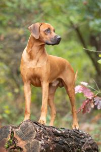 Hundefotografie-3283