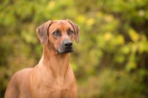 Hundefotografie-3706