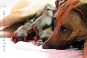  T1A7085 BFweb