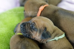  T1A9091BF